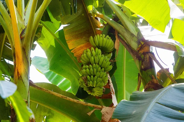 Bananeira crescente bando de bananas verdes imaturos fruta — Fotografia de Stock