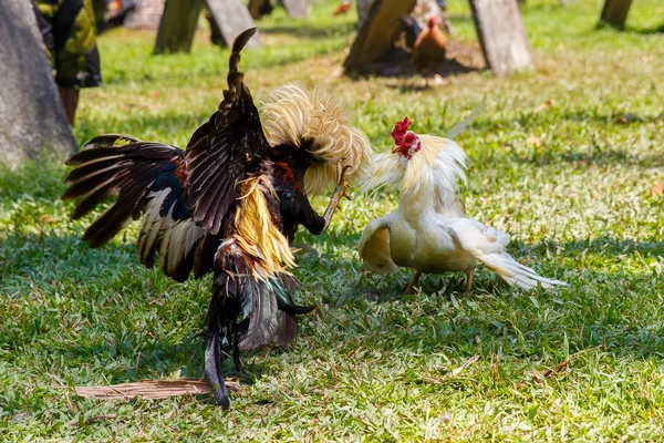 Filipínské tradiční kohoutí zápasy soutěže na zelené trávě. — Stock fotografie