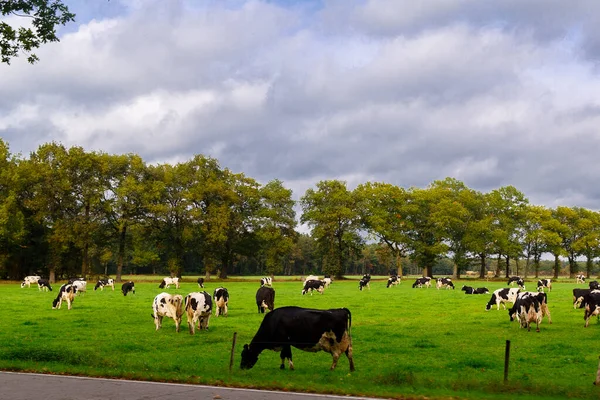 Schwarz Weiße Kühe Grasen Auf Einer Herbstwiese Den Niederlanden — Stockfoto