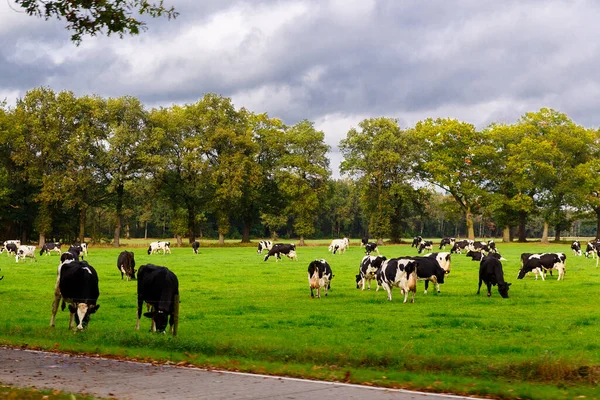 Zwart Wit Koeien Grazen Een Herfstweide Nederland — Stockfoto