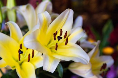 Bir buket beyaz zambak. Küçük odak seçildi.