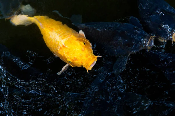 Пруд Китае Золотыми Рыбками Золотым Карпом Японское Имя Кои Рыбы — стоковое фото