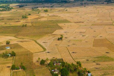 Filipinler 'deki palmiye ağaçları ve pirinç tarlalarındaki tarım arazileri.