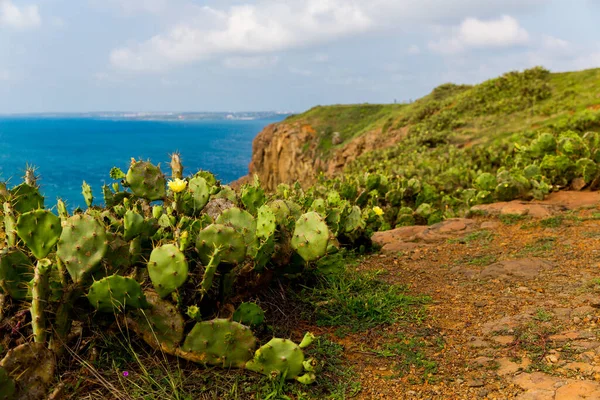 Bushes Edible Cactus Prickly Pear Ficus Indica Foreground Coast Landscape — Stock Photo, Image