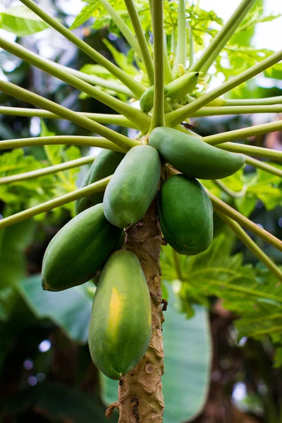 Natureza Mamão Verde Fresco Árvore Com Frutas — Fotografia de Stock