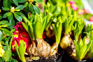 Bahar sümbülleri dikmeye hazır. Paskalya için baharda sümbüller