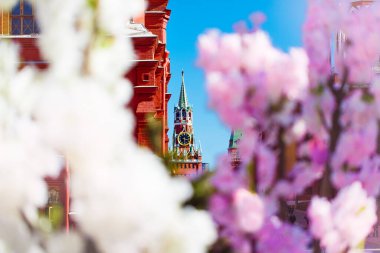 Moskova, Rusya - 9 Nisan 2019: Kremlin 'in Spasskaya Kulesi' nde bahar kiraz çiçeklerinin arka planında saat. Paskalya bayramları için şehir sokaklarının dekorasyonu..