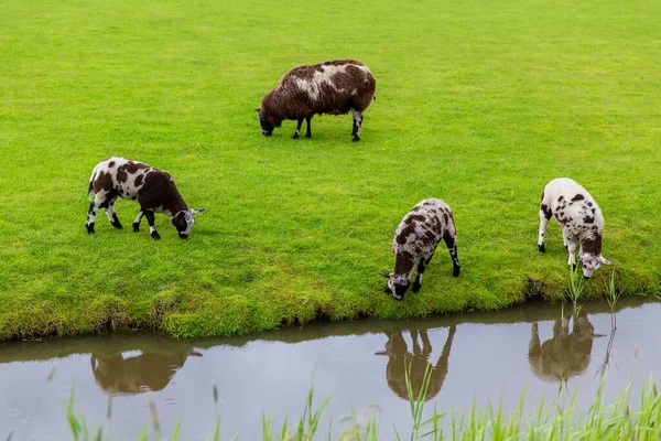 Schafe Grasen Auf Einer Wiese Neben Einem Wasserkanal Den Niederlanden — Stockfoto