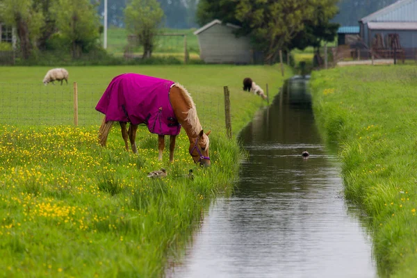 Ein Pferd Weidet Auf Einer Weide Der Nähe Eines Wasserkanals — Stockfoto