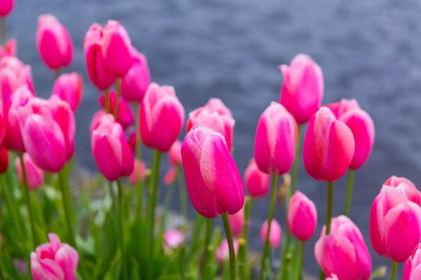 Tulipanes Rosados Cerca Fondo Canal Agua Los Países Bajos — Foto de Stock