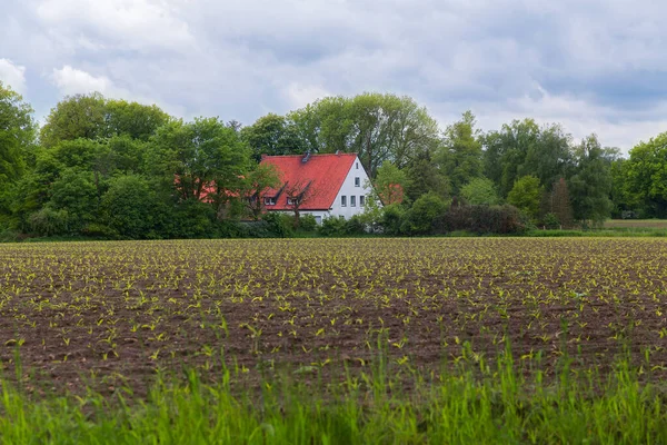 Landscape German Countryside Farmhouse Field Rye — Stock Photo, Image