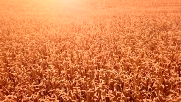 カメラは 夕日の間 小麦畑を横切って小麦の耳の上の太陽へと移動します 農業と農業の穀物収穫の概念 横道移動 — ストック動画