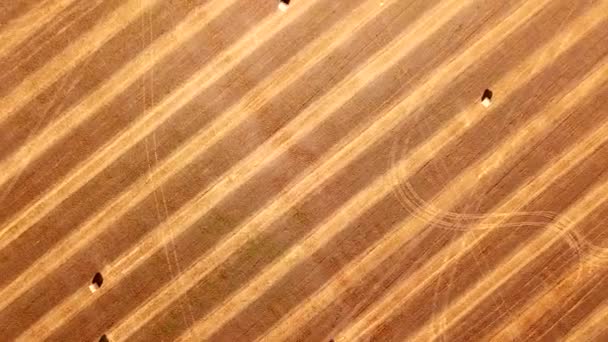 Воздушный Вид Беспилотника Засеянного Поля Стога Сена После Сбора Зерновых — стоковое видео