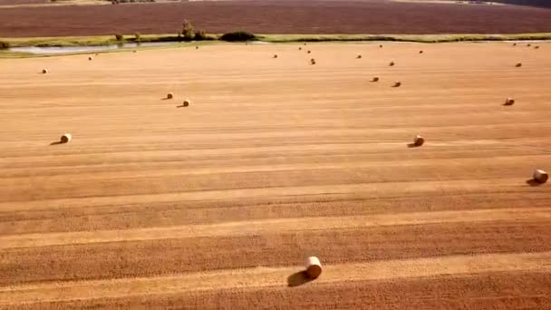 在收获粮食作物 河流和耕地后 空中俯瞰着一片倒挂的田野和干草堆 农产工业和农产企业中的谷物收获概念 — 图库视频影像