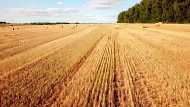 穀物を収穫した後 面取りされたフィールドと干し草の山のドローンからの空中ビュー 農業における穀物の収穫の概念 — ストック動画