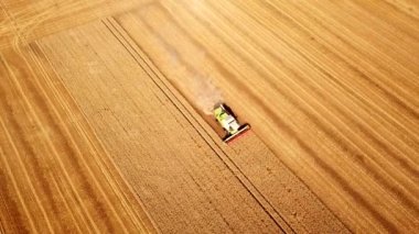 İnsansız hava aracından ziraat makinesine kadar uzanan hava görüntüsü gün batımında altın olgun buğday tarlası hasat ediyor. Tarım makinelerinin tarım endüstrisinde tahıl hasadında kullanımı ve