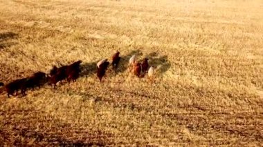 Gün batımında biçilmiş buğday tarlasında otlayan koyun sürüsünün insansız hava aracı görüntüsü. Tarım sektöründe hayvancılık ve et endüstrisi kavramı.