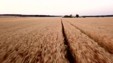 4k Drone gün batımında buğday tarlasında hızla uçar. Tarım endüstrisi ve tarım sektöründe tahıl hasadı kavramı.