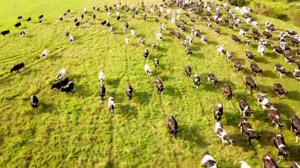 4k Veduta aerea dal drone della mandria di mucche a prato verde vicino al fiume al tramonto. Il concetto di zootecnia, carne e industria lattiero-casearia in agricoltura. — Video Stock