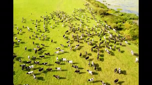 4k Аерофотозйомка з безпілотника стада корів на зеленому лузі біля річки на заході сонця. Концепція тваринництва, м'яса та молочної промисловості в сільському господарстві . — стокове відео