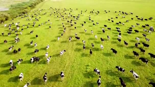 4k Veduta aerea dal drone della mandria di mucche a prato verde vicino al fiume al tramonto. Il concetto di zootecnia, carne e industria lattiero-casearia in agricoltura. — Video Stock