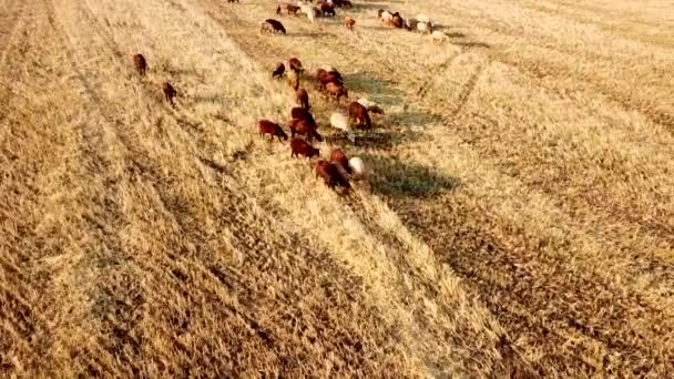 4k日没時には小麦畑で羊の放牧の群れの無人機からの空中ビュー。農業における畜産業・食肉産業の概念. — ストック動画