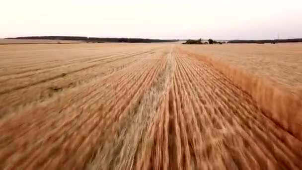 4k無人機は、日没の間に小麦畑の小麦の耳の上をすばやく飛行します。農業・農業における穀物の収穫の概念. — ストック動画