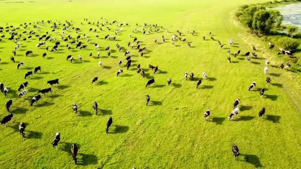 4k Pemandangan udara dari drone kawanan sapi di padang rumput hijau dekat dengan sungai saat matahari terbenam. Konsep peternakan, daging, dan industri susu di bidang pertanian. — Stok Video