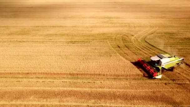 İnsansız hava aracından ziraat makinesine kadar uzanan hava görüntüsü gün batımında altın olgun buğday tarlası hasat ediyor. Tarım makinelerinin tarım endüstrisinde tahıl hasadında kullanımı ve — Stok video