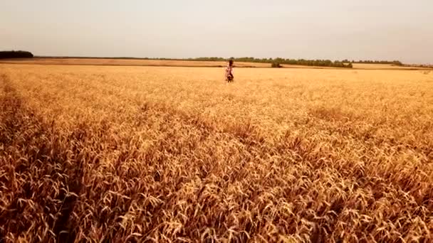 Mladá Krásná Dívka Kráčí Zlatém Zralém Pšeničném Poli Při Západu — Stock video
