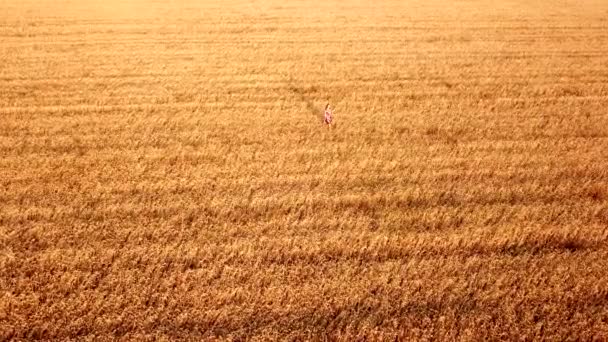 Genç Güzel Bir Kız Gün Batımında Altın Olgun Buğday Tarlasında — Stok video