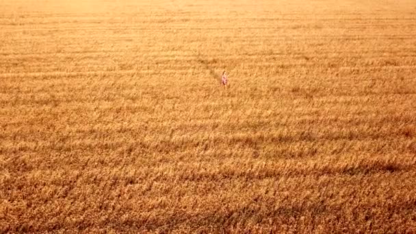 Una Giovane Bella Ragazza Cammina Campo Grano Maturo Dorato Tramonto — Video Stock