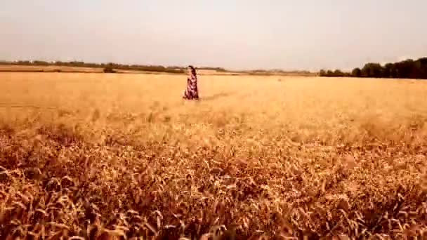 A young beautiful girl walks in a golden ripe wheat field at sunset. — Stock Video