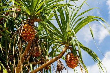 Denize karşı palmiye ağacında egzotik tropikal meyveler. Yaz tatili kavramı.