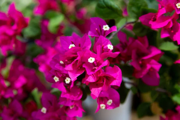 Kwitnący bougainvillea tle kwiatów. Jasnoróżowy magenta bougainvillea Mniejszy bougainvillea Bougainvillea glabra — Zdjęcie stockowe