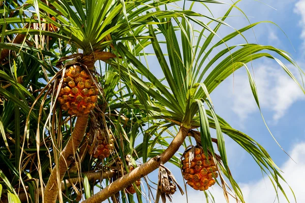 Fruta tropical exótica em uma palmeira contra o mar. Conceito férias de verão. — Fotografia de Stock