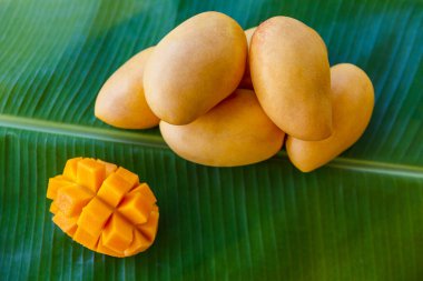 Muz yaprağında olgun sarı mango..