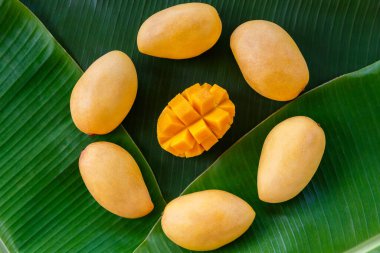 Muz yaprağında olgun sarı mango..