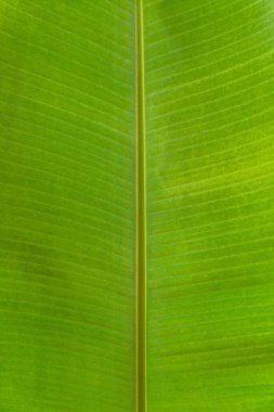 Taze yeşil yaprağın arka plan dokusu.