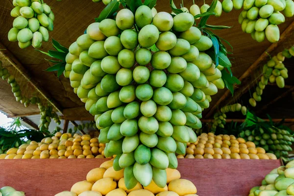 Festival da manga. Stand com frutas frescas de manga amarela no mercado de rua. — Fotografia de Stock