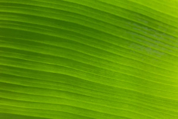 Textuur achtergrond van achtergrondverlichting fris groen blad. — Stockfoto