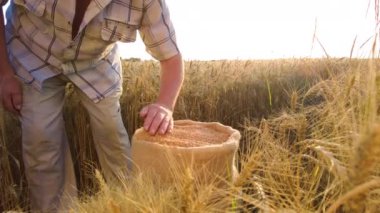 Yaşlı çiftçi, buğday tarlasında gün batımında el ele tahıl döker. Tarımda tahıl biçme kavramı