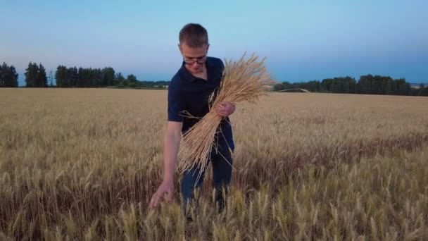 Młody rolnik lub agronomista sprawdza uszy zboża na polu pszenicy o zachodzie słońca. Koncepcja zbioru zbóż w rolnictwie — Wideo stockowe