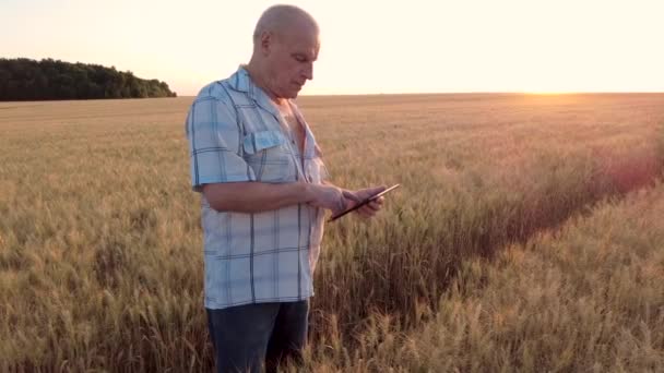 Starszy rolnik lub agronomista z tabliczką w ręku sprawdza uszy ziarna na polu pszenicy o zachodzie słońca. Koncepcja zbioru zbóż w rolnictwie — Wideo stockowe