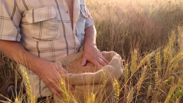 Petani tua menuangkan gandum dalam tas kanvas dari tangan ke tangan saat matahari terbenam di ladang gandum. Konsep panen biji-bijian dalam pertanian — Stok Video