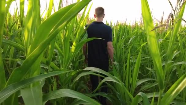 Un joven agrónomo campesino inspecciona los tallos y hojas de maíz verde. Industria agrícola. Movimiento lento — Vídeo de stock