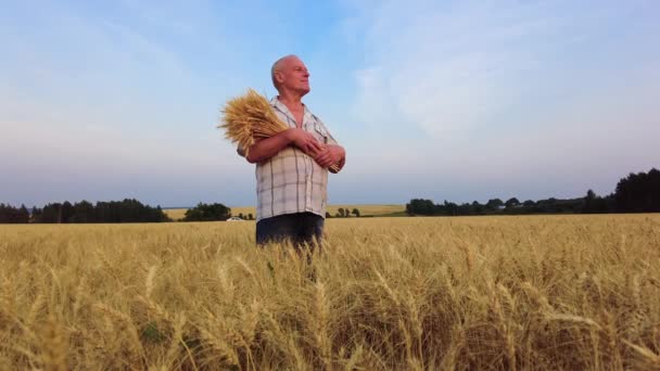 Elderly farmer looks around ripe wheat field at sunset. Grain harvesting concept in agriculture — Stock Video