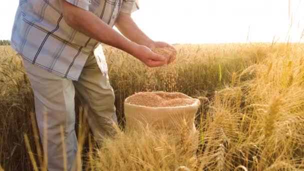 Elderly farmer pours grain in canvas bag from hand to hand at sunset in wheat field. Grain harvesting concept in agriculture — Stock Video