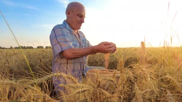 Starszy rolnik wlewa ziarno do płóciennej torby z ręki na rękę o zachodzie słońca na polu pszenicy. Koncepcja zbioru zbóż w rolnictwie — Wideo stockowe