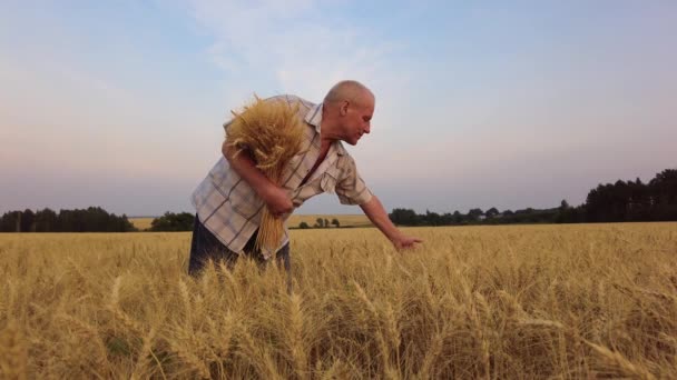 Starszy rolnik lub agronomista sprawdza kłosy zboża na polu pszenicy o zachodzie słońca. Koncepcja zbioru zbóż w rolnictwie — Wideo stockowe